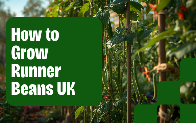 Runner Beans guide thumbnail