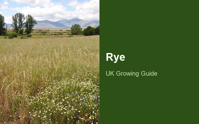 How to Grow Ryes | Care, Pests & Disease Control guide thumbnail