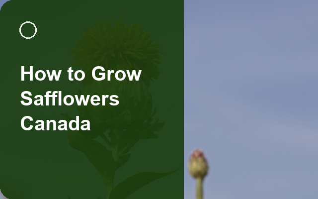 How to Grow Safflowers Canada | Regional Planting Calendar guide thumbnail