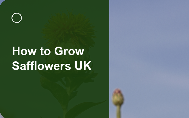 How to Grow Safflowers UK | Regional Planting Calendar guide thumbnail
