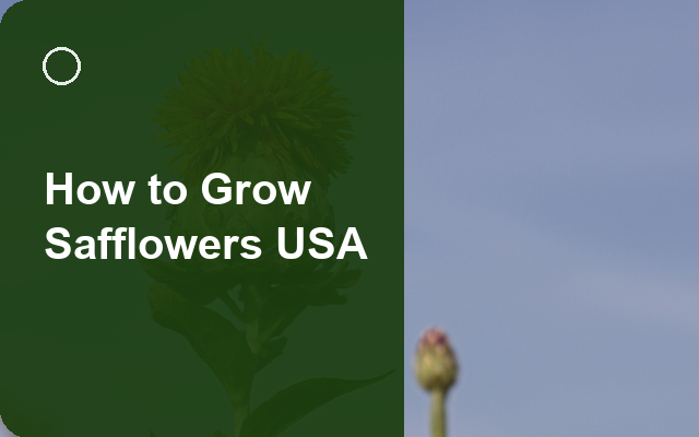 How to Grow Safflowers USA | Regional Planting Calendar guide thumbnail