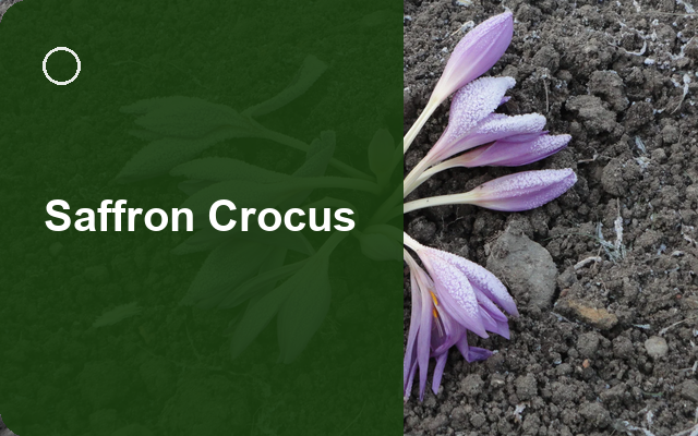 How to Grow Saffron Crocuses UK | Regional Planting Calendar guide thumbnail