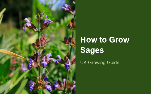 How to Grow Sages | Care, Pests & Disease Control guide thumbnail