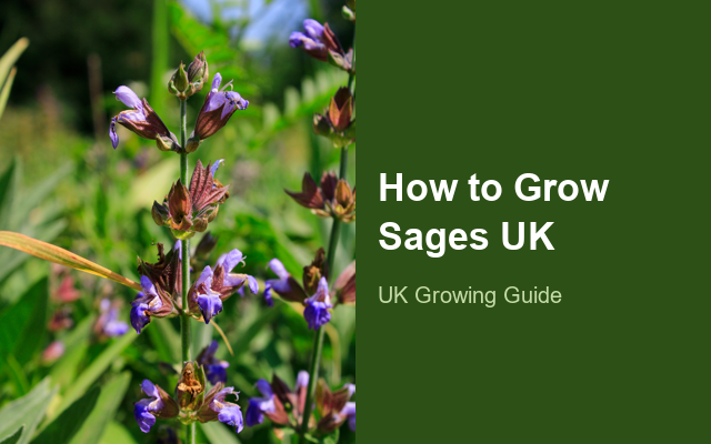 How to Grow Sages UK | Regional Planting Calendar guide thumbnail