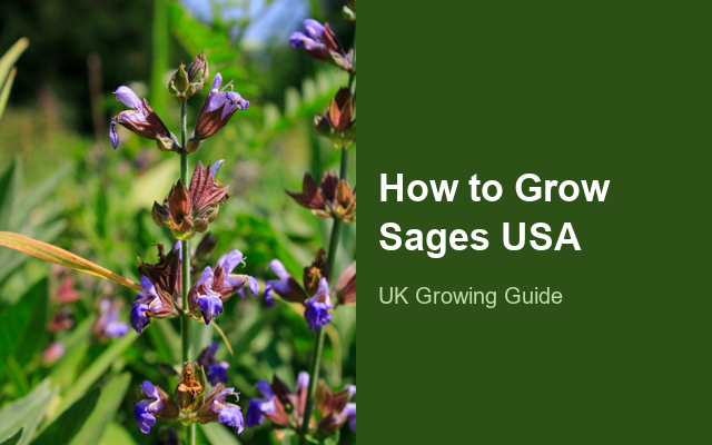 How to Grow Sages USA | Care, Pests & Disease Control guide thumbnail