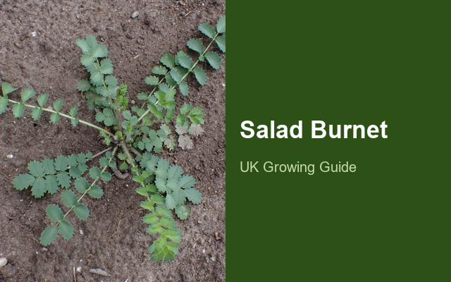 How to Grow Salad Burnet | Planting & Establishment guide thumbnail