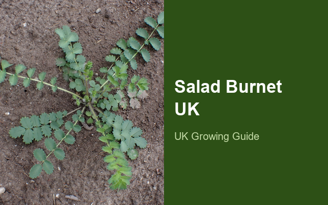 How to Grow Salad Burnet UK | Regional Planting Calendar guide thumbnail