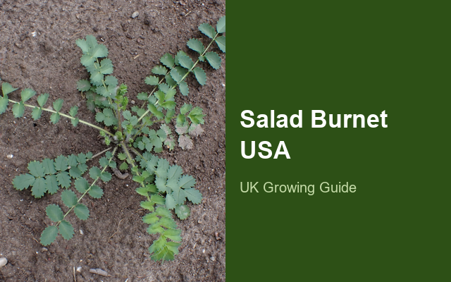 How to Grow Salad Burnet USA | Planting & Establishment guide thumbnail