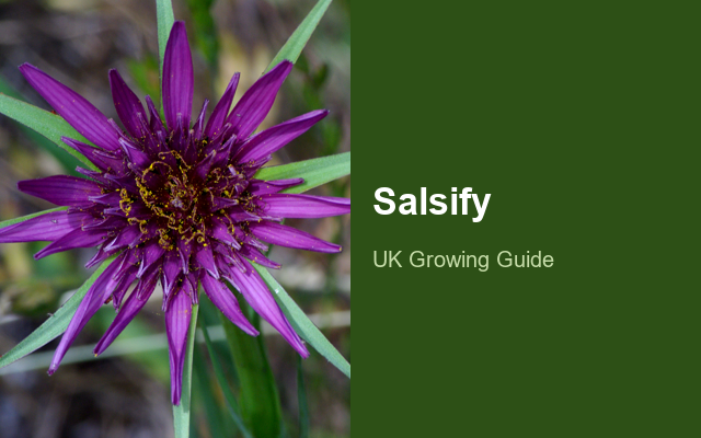 How to Grow Salsify | Complete Growing Guide guide thumbnail
