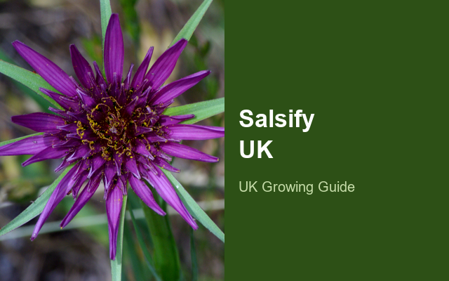 How to Grow Salsify UK | Regional Planting Calendar guide thumbnail