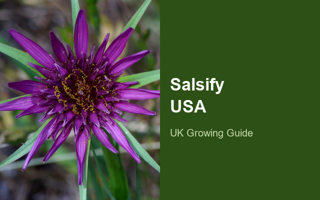 How to Grow Salsify USA | Complete Growing Guide guide thumbnail