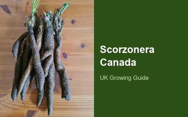 How to Grow Scorzonera Canada | Planting & Establishment guide thumbnail