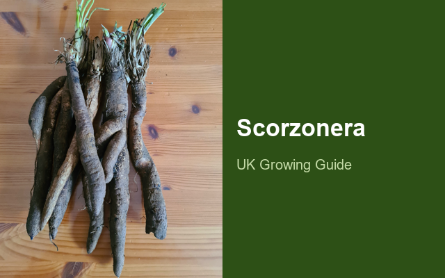 How to Grow Scorzonera | Planting & Establishment guide thumbnail