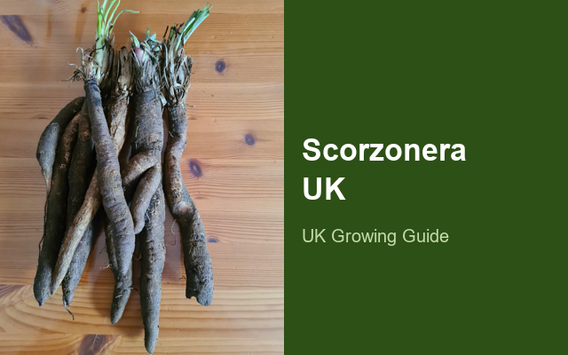 How to Grow Scorzonera UK | Regional Planting Calendar guide thumbnail