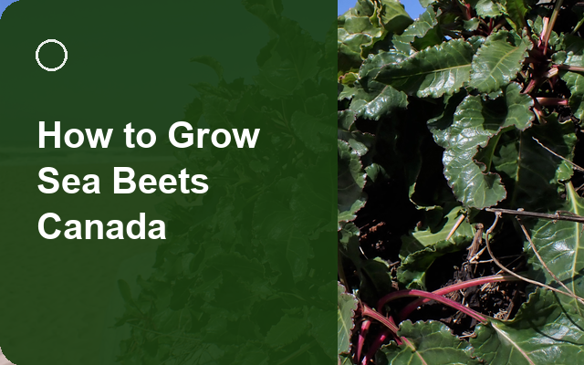 How to Grow Sea Beets Canada | Planting & Establishment guide thumbnail