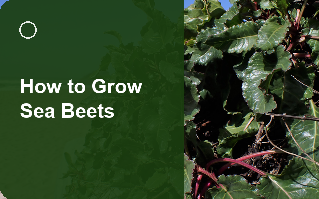 How to Grow Sea Beets | Planting & Establishment guide thumbnail