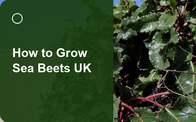 How to Grow Sea Beets UK | Regional Planting Calendar guide thumbnail