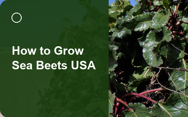How to Grow Sea Beets USA | Planting & Establishment guide thumbnail