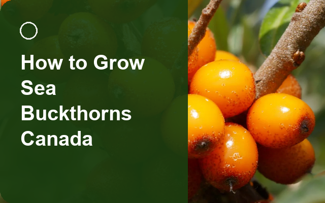 How to Grow Sea Buckthorns Canada | Care, Pests & Disease Control guide thumbnail