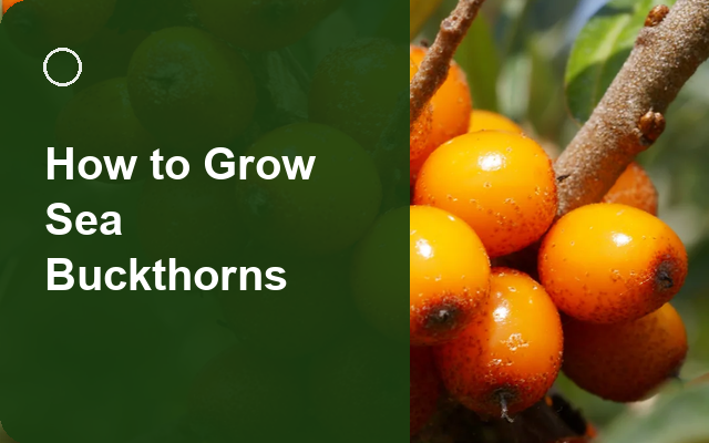 How to Grow Sea Buckthorns | Care, Pests & Disease Control guide thumbnail