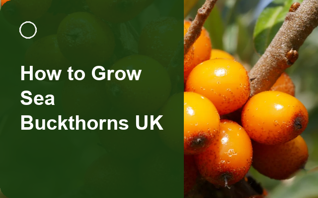 How to Grow Sea Buckthorns UK | Regional Planting Calendar guide thumbnail