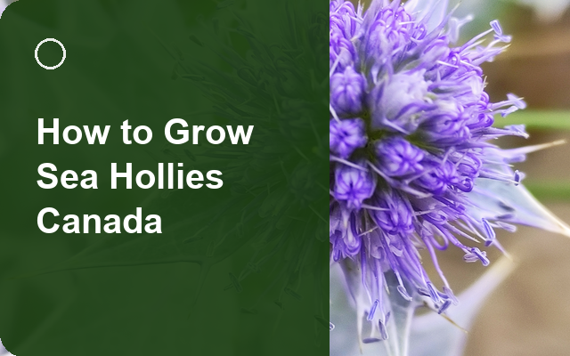 How to Grow Sea Hollies Canada | Planting & Establishment guide thumbnail