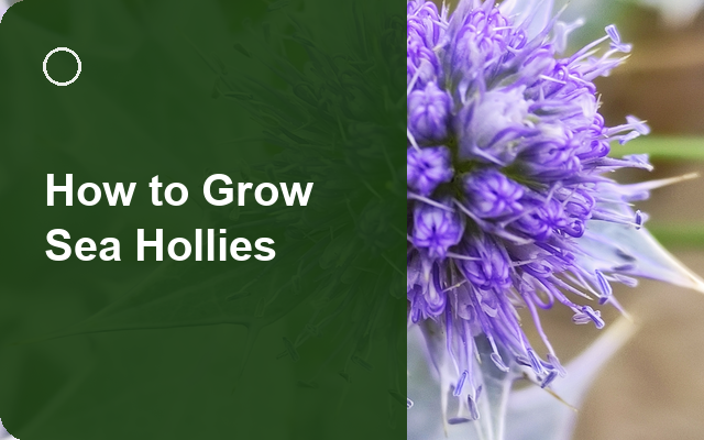 How to Grow Sea Hollies | Planting & Establishment guide thumbnail