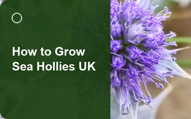 How to Grow Sea Hollies UK | Regional Planting Calendar guide thumbnail