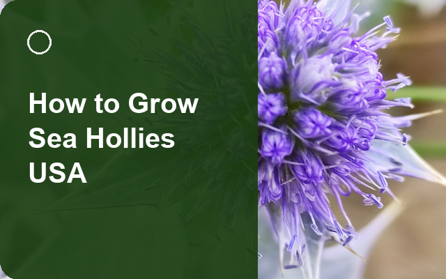 How to Grow Sea Hollies USA | Planting & Establishment guide thumbnail