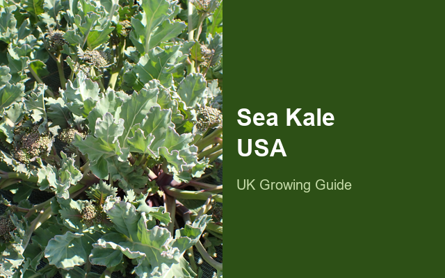 How to Grow Sea Kale USA | Planting & Establishment guide thumbnail