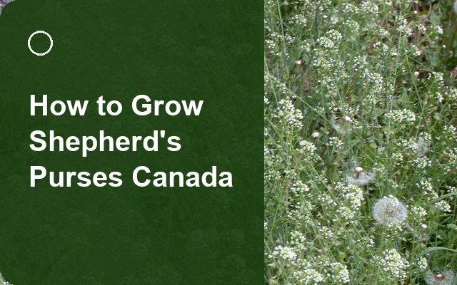 How to Grow Shepherd's Purses Canada | Complete Growing Guide guide thumbnail