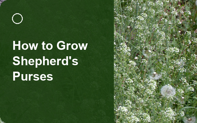 How to Grow Shepherd's Purses | Complete Growing Guide guide thumbnail