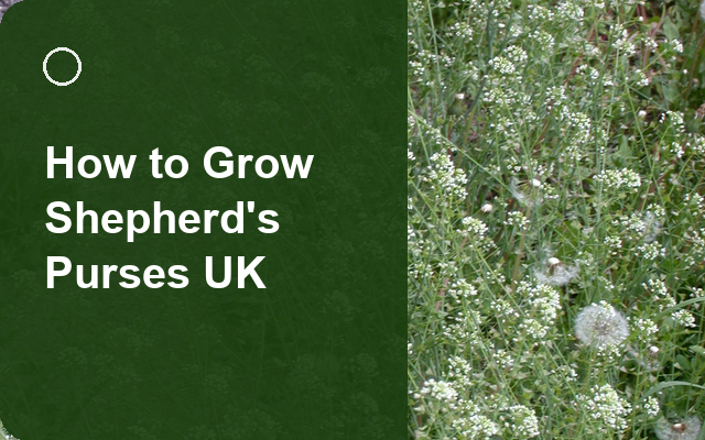 How to Grow Shepherd's Purses UK | Regional Planting Calendar guide thumbnail