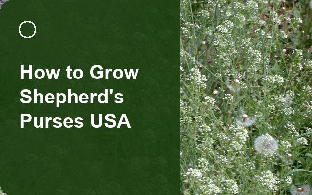 How to Grow Shepherd's Purses USA | Complete Growing Guide guide thumbnail