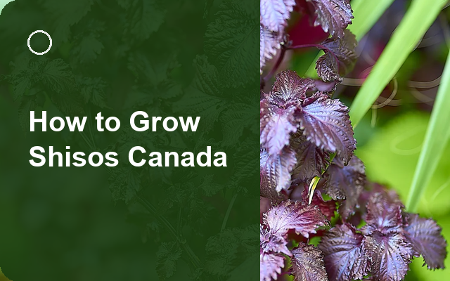 How to Grow Shisos Canada | Complete Growing Guide guide thumbnail