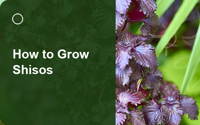 How to Grow Shisos | Complete Growing Guide guide thumbnail