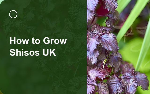 How to Grow Shisos UK | Regional Planting Calendar guide thumbnail