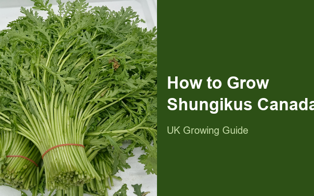 How to Grow Shungikus Canada | Complete Growing Guide guide thumbnail