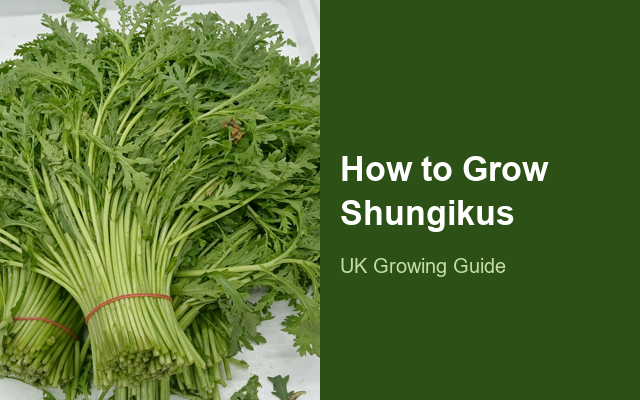 How to Grow Shungikus | Complete Growing Guide guide thumbnail