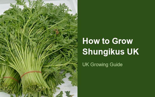 How to Grow Shungikus UK | Regional Planting Calendar guide thumbnail
