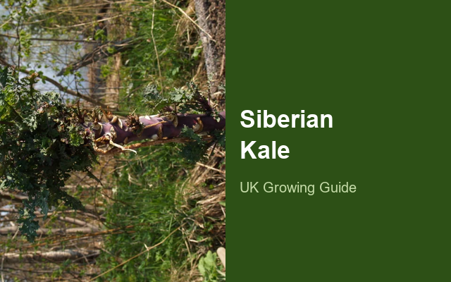 How to Grow Siberian Kales USA | Complete Growing Guide guide thumbnail