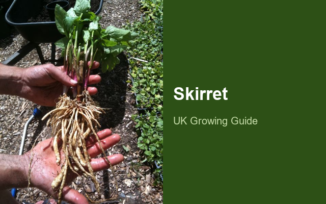 How to Grow Skirrets | Planting & Establishment guide thumbnail