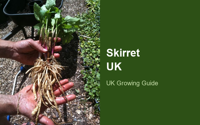 How to Grow Skirrets UK | Regional Planting Calendar guide thumbnail