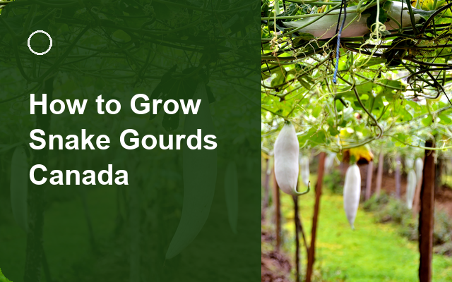 How to Grow Snake Gourds Canada | Complete Growing Guide guide thumbnail