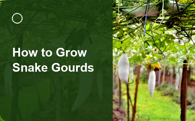 How to Grow Snake Gourds | Complete Growing Guide guide thumbnail
