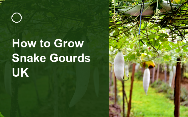 How to Grow Snake Gourds UK | Complete Growing Guide guide thumbnail