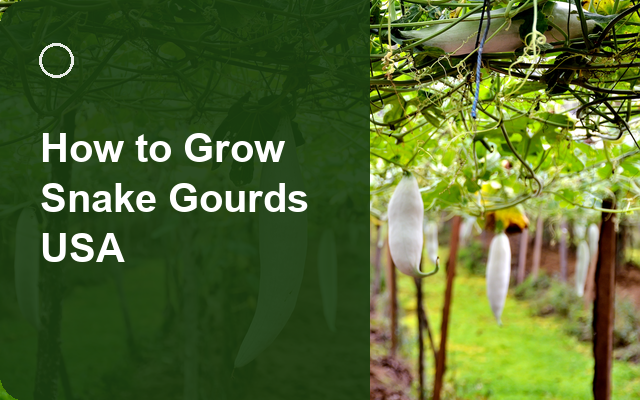 How to Grow Snake Gourds USA | Complete Growing Guide guide thumbnail