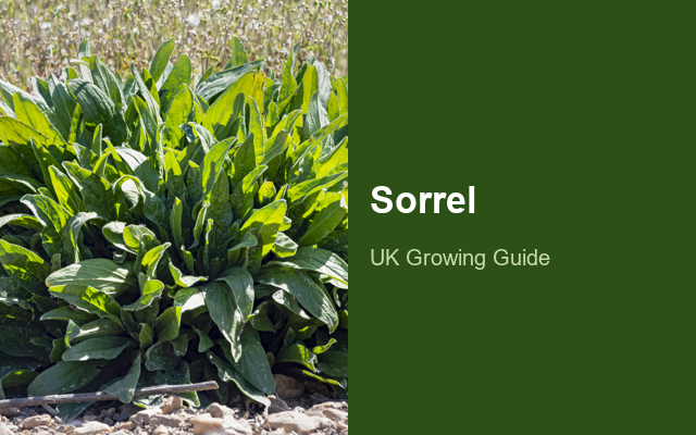 How to Grow Sorrel | Planting & Establishment guide thumbnail