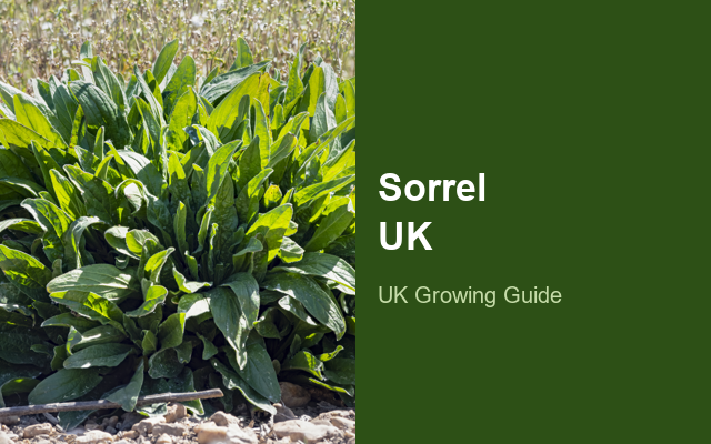 How to Grow Sorrel UK | Regional Planting Calendar guide thumbnail
