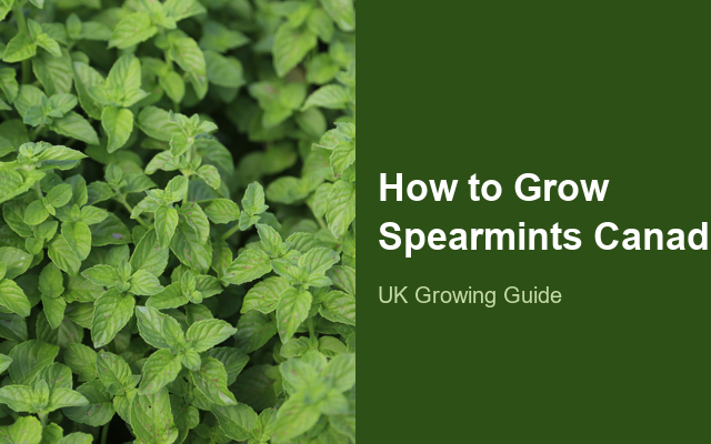 How to Grow Spearmints Canada | Planting & Establishment guide thumbnail